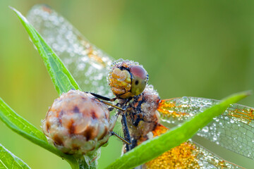 Wall Mural - beautiful dragonfly. details of the eyes and wings. dragonfly in natural habitat,