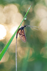 Wall Mural - a newly appeared mayfly (ephemera vulgata) sitting on a grass stalk. at sunrise