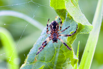 Wall Mural - a spider on a web. macrophotography