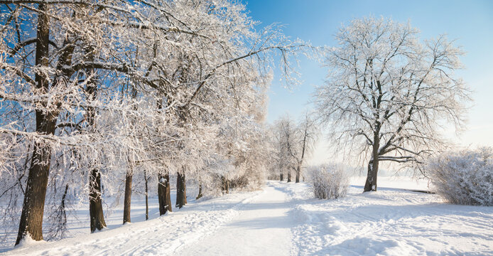 Fototapete - Panorama of beautiful winter park