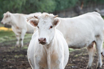 Poster - calf in a meadow