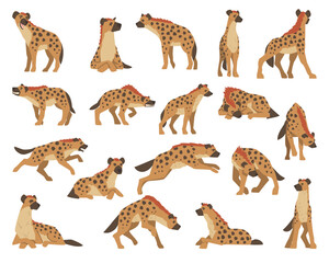 Wall Mural - hyenas as carnivore mammal with spotted coat and rounded ears big vector set