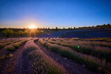 Fototapeta Lawenda - A low lavender field and blue sky