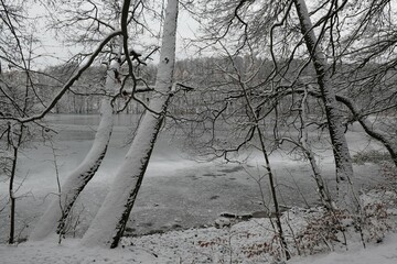 Poster - Winter scenery with snowy trees by lake on misty day