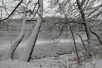 Poster - Winter scenery with snowy trees by lake on misty day