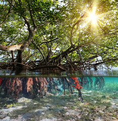 Wall Mural - Mangrove trees foliage with sunlight and roots underwater, split view over and under water surface, Caribbean sea, Central America