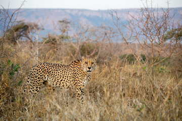 Poster - Cheetah in the bush in South Africa