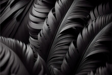 Close Up Of A Black Feather As Abstract Background Wallpaper Header