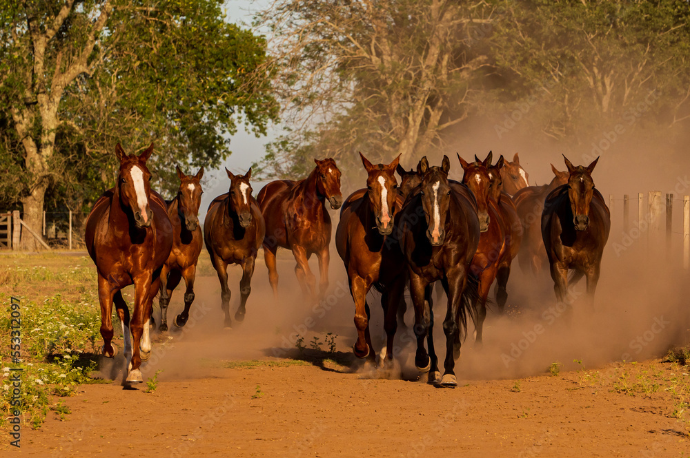 Cabalgando Rico Un grupo de caballos cabalgando al atardecer Stock Photo | Adobe Stock