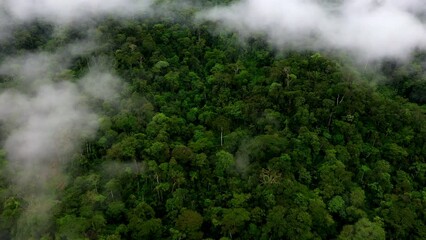 Wall Mural - Amazon forest nature background: forest with the highest tree biodiversity in the world from above and covered in a layer of fog