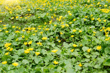 Wall Mural - Close up of a buttercup on a bright spring day	