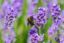 Bumblebee On Purple Lavender Flower In The Meadow