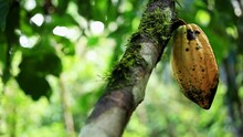 Panning View Of A Yellow Cacao Fruit Growing On The Stem Of A Cacao Tree