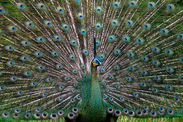 Wall Mural - Beautiful female and male Peacock with beautiful color flying 