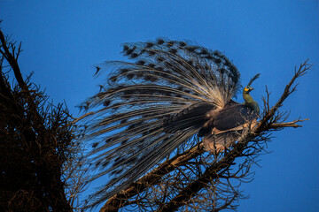 Wall Mural - Beautiful female and male Peacock with beautiful color flying 