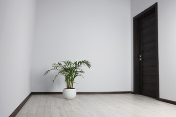 Poster - Empty renovated room with potted houseplant and black door