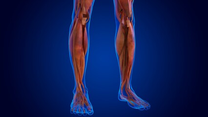 human damage muscle anatomy for medical concept 3d