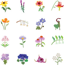 Wild Flowers Color Vector Icons