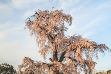 Wall Mural - Weeping Cherry Tree at Maruyama Park, Kyoto City,