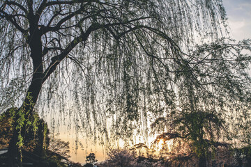 Wall Mural - a sunset of a Weeping Cherry Tree Maruyama Park, Kyoto