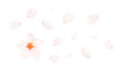桜の花びら_サクラの花弁のイメージ（背景透過切り抜き合成用png素材）