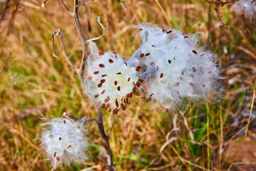 Wall Mural - Milkweed cotton seed pods bursting open in late fall in detail