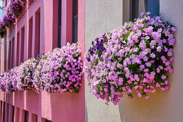 Wall Mural - Pink and beige wall covered in pink window box flowers