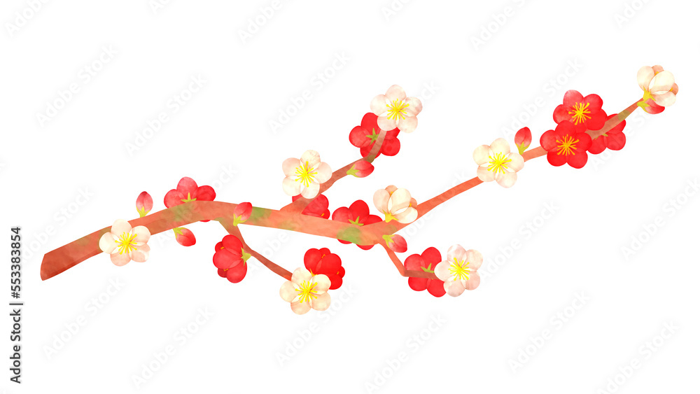 源平咲きの梅の花の水彩風背景透過イラスト Stock Illustration