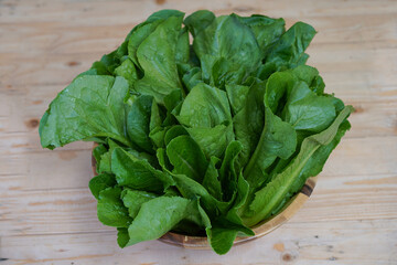 Salad Green Cos leaves is putting on wooden salad bowl.