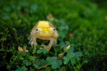 Two golden dwarf tree frog Feihyla vittiger on mossy swamp with bokeh background 