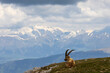 Portrait of a male ibex on a background of snowy mountains, Vercors, France