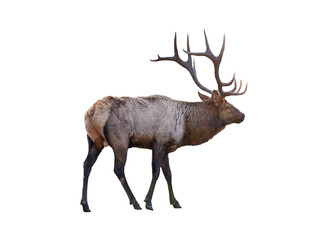 largest brown elk with horn standing in the forest at national park