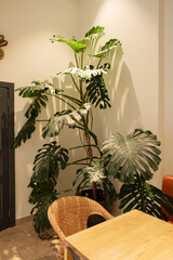 Wall Mural - monstera plant in the room