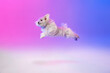 Studio image of fluffy white Maltese dog running isolated over gradient blue purple background in neon light