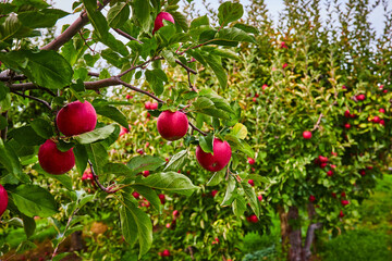 Wall Mural - Branches of apple orchard covered in fresh red apples