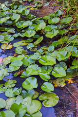 Wall Mural - Detail of lily pads covering pond