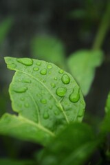 leaf with drops