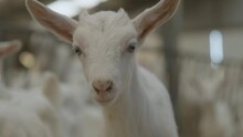 A close up of a baby goat in a busy barn full of adult goat's