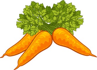 Wall Mural - Carrots Vegetable Cartoon Illustration