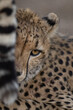 Close up headshot of Cheetah peeking round another cheetahs tail.  