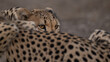 Cheetah eyes peeking over another Cheetah in the foreground.  