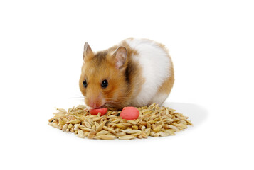 Wall Mural - Hamster near a pile of food