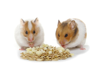 Wall Mural - Two hamsters near a pile of food