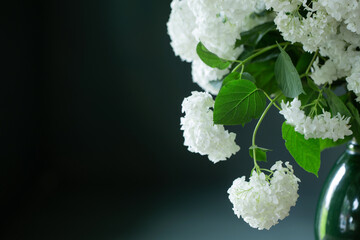 white hydragea  on background dark wall