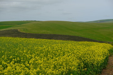 Wall Mural - green field and yellow flowers