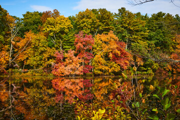 Wall Mural - Lake surface reflecting fall forest foliage