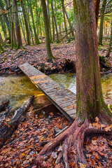 Poster - Narrow wood walking bridge over creek in woods with forest and fall foliage covering ground