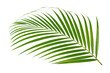 © eakarat - Green leaf of palm tree on transparent background png file