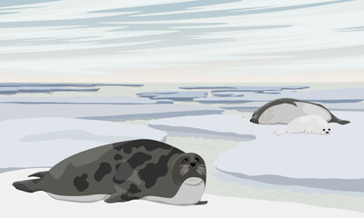 Wall Mural - A group of harp seals lies on an icy seashore. Wildlife of the North. Realistic vector landscape