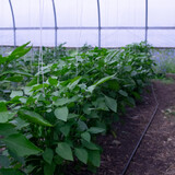 Fototapeta Nowy Jork - plants in a greenhouse